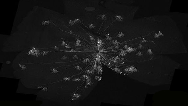 科学家发明脑彩虹成像技术 可辅助理解大脑运行