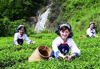 圣谷山茶業(yè)優(yōu)先推出二維碼產(chǎn)品質(zhì)量追溯系統(tǒng)