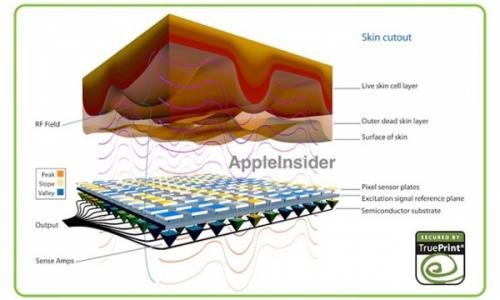 指紋傳感器良品率太低 iPhone 5S供不應(yīng)求